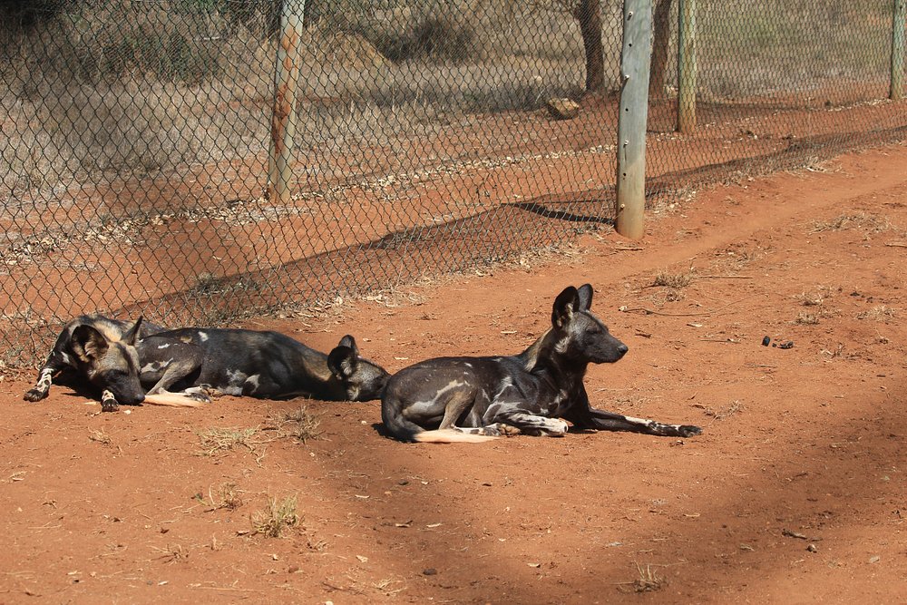Discover the Beauty of Mkomazi National Park
